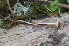 Hypholoma polytrichi