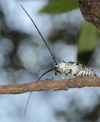 Zographus nivisparsus