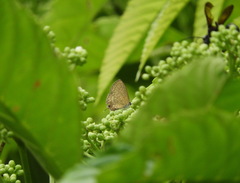 Prosotas nora superdates