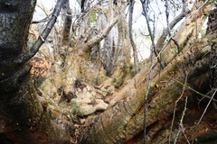 Sesamothamnus lugardii