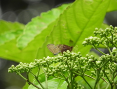 Prosotas nora superdates