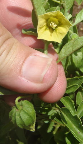 Starhair groundcherry (Physalis viscosa)