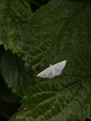 Derambila
