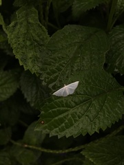 Derambila
