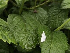 Derambila