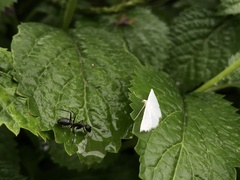 Derambila