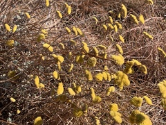 Helichrysum umbraculigerum