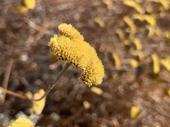 Helichrysum umbraculigerum