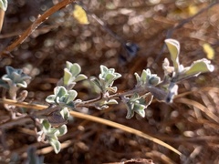 Helichrysum umbraculigerum