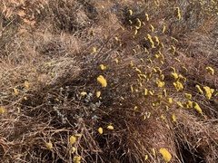 Helichrysum umbraculigerum