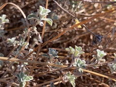 Helichrysum umbraculigerum