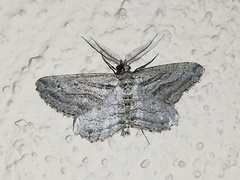 Sardocyrnia fortunaria