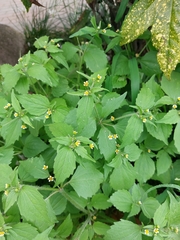 Galinsoga quadriradiata