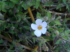 Chaenostoma campanulatum