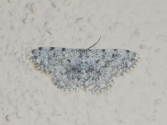 Scopula rufomixtaria