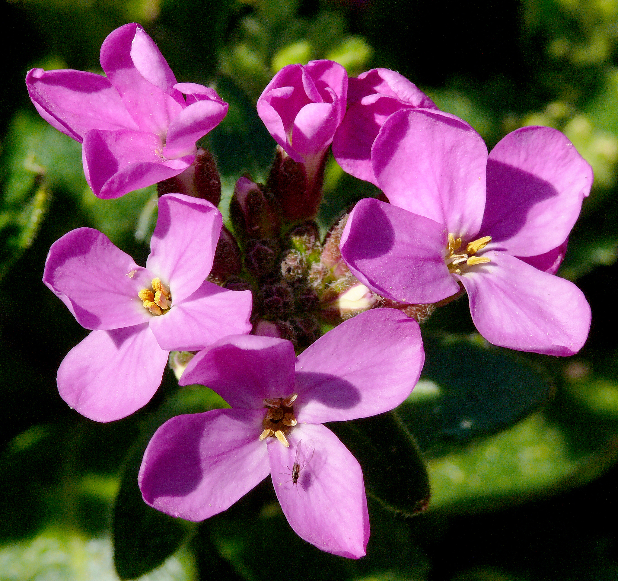 Arabis blepharophylla