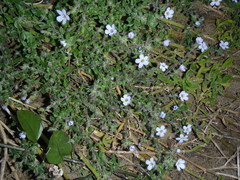Chaenostoma campanulatum