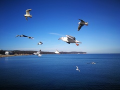 Chroicocephalus ridibundus