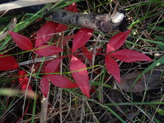 Nandina domestica