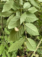 Euonymus occidentalis