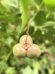 Euonymus occidentalis