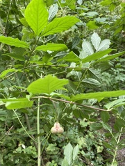 Euonymus occidentalis
