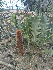 Banksia gardneri