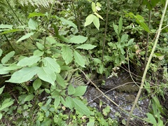 Euonymus occidentalis
