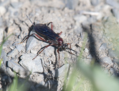 Lissopimpla