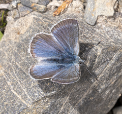 Plebejus anna