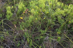 Euryops munitus