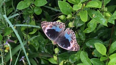 Junonia orithya