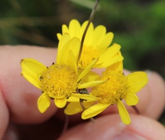 Euryops munitus