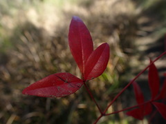 Nandina domestica