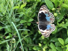 Junonia orithya