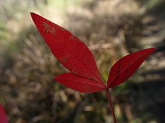 Nandina domestica