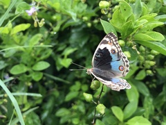 Junonia orithya