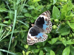 Junonia orithya