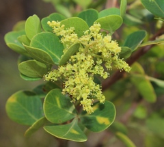 Searsia lucida lucida