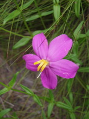 Chironia melampyrifolia