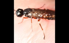 Xiphydria prolongata