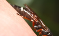 Xiphydria prolongata