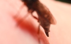 Xiphydria prolongata