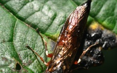 Xiphydria prolongata