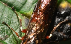 Xiphydria prolongata