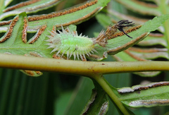 Aspidimorpha quadriremis