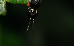 Xiphydria prolongata