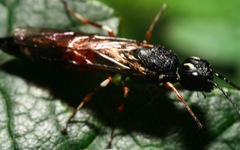 Xiphydria prolongata