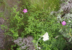 Chironia melampyrifolia