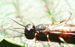 Xiphydria prolongata